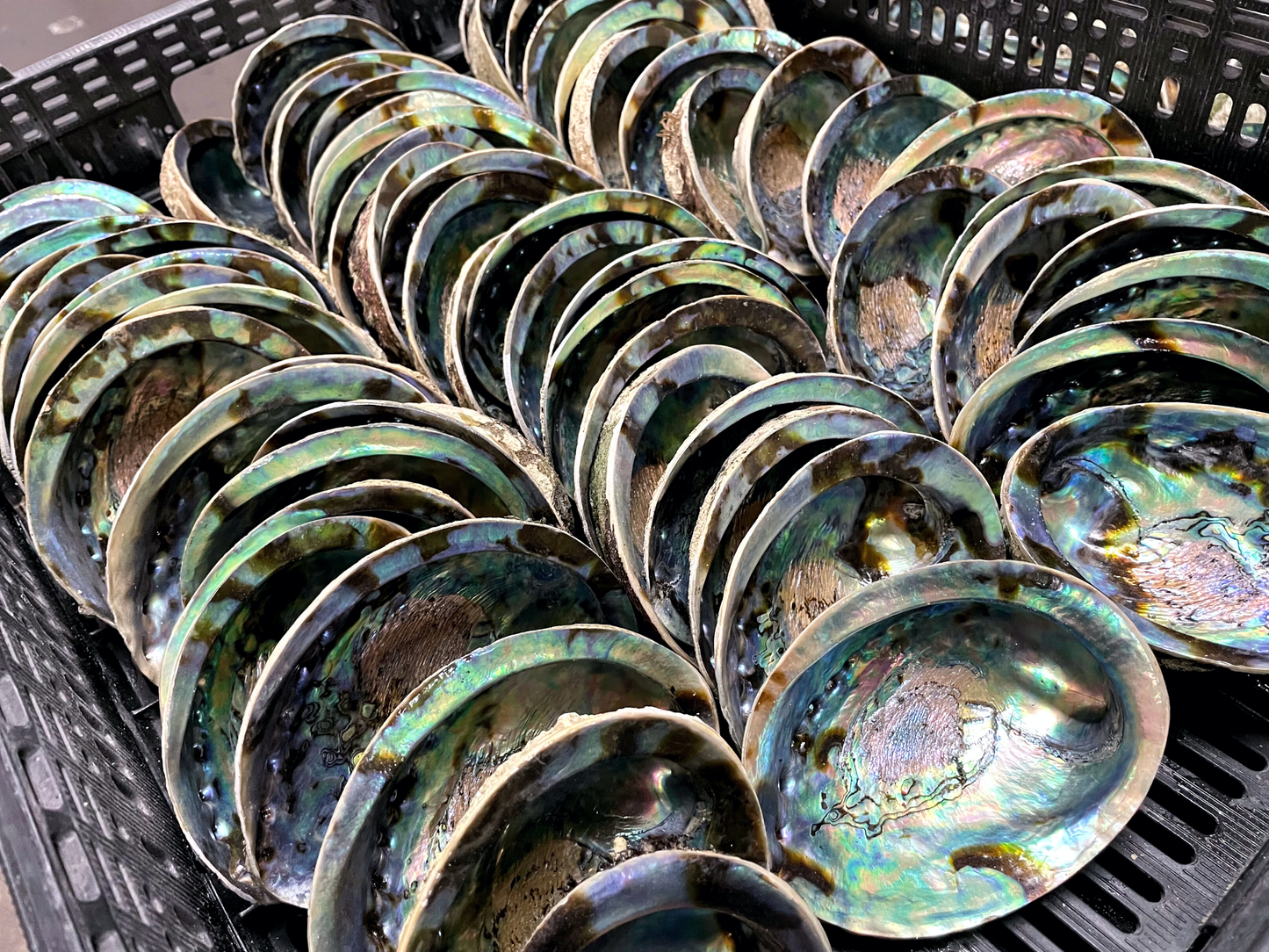 Abalone Shells, 4 - 5 inches, New Zealand, Incense Burner