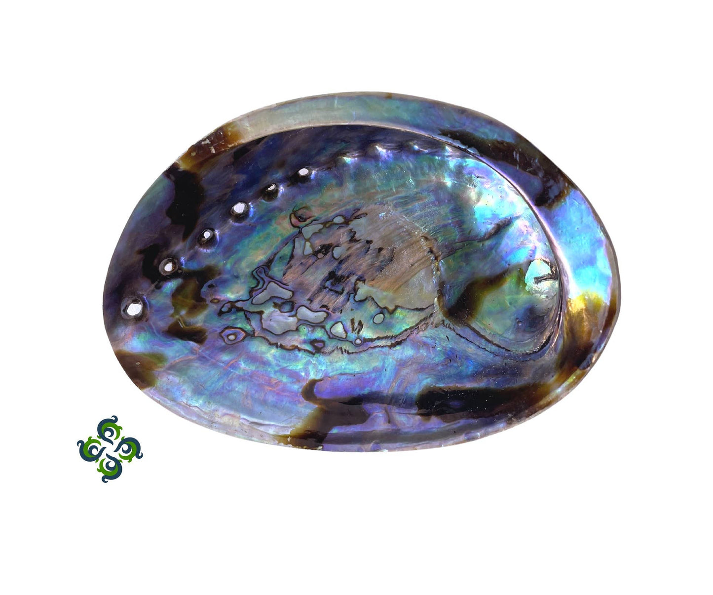 Abalone Shells, 4 - 5 inches, New Zealand, Incense Burner