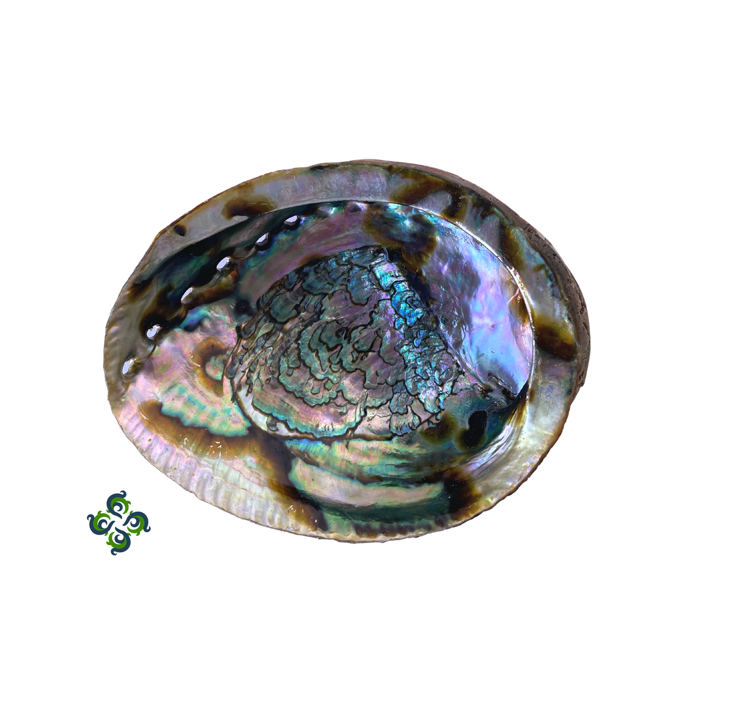 Abalone Shells, 4 - 5 inches, New Zealand, Incense Burner
