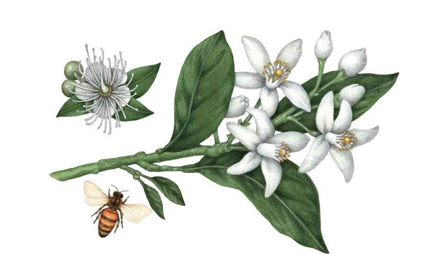 Koala Eco Natural  Kitchen Multi Purpose Cleaner