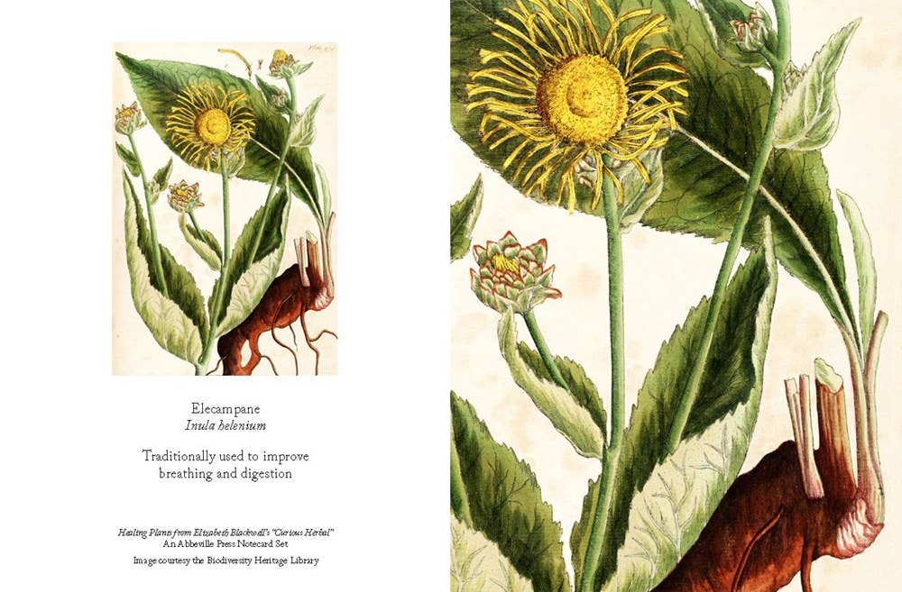 Healing Plants Note Cards: Cards