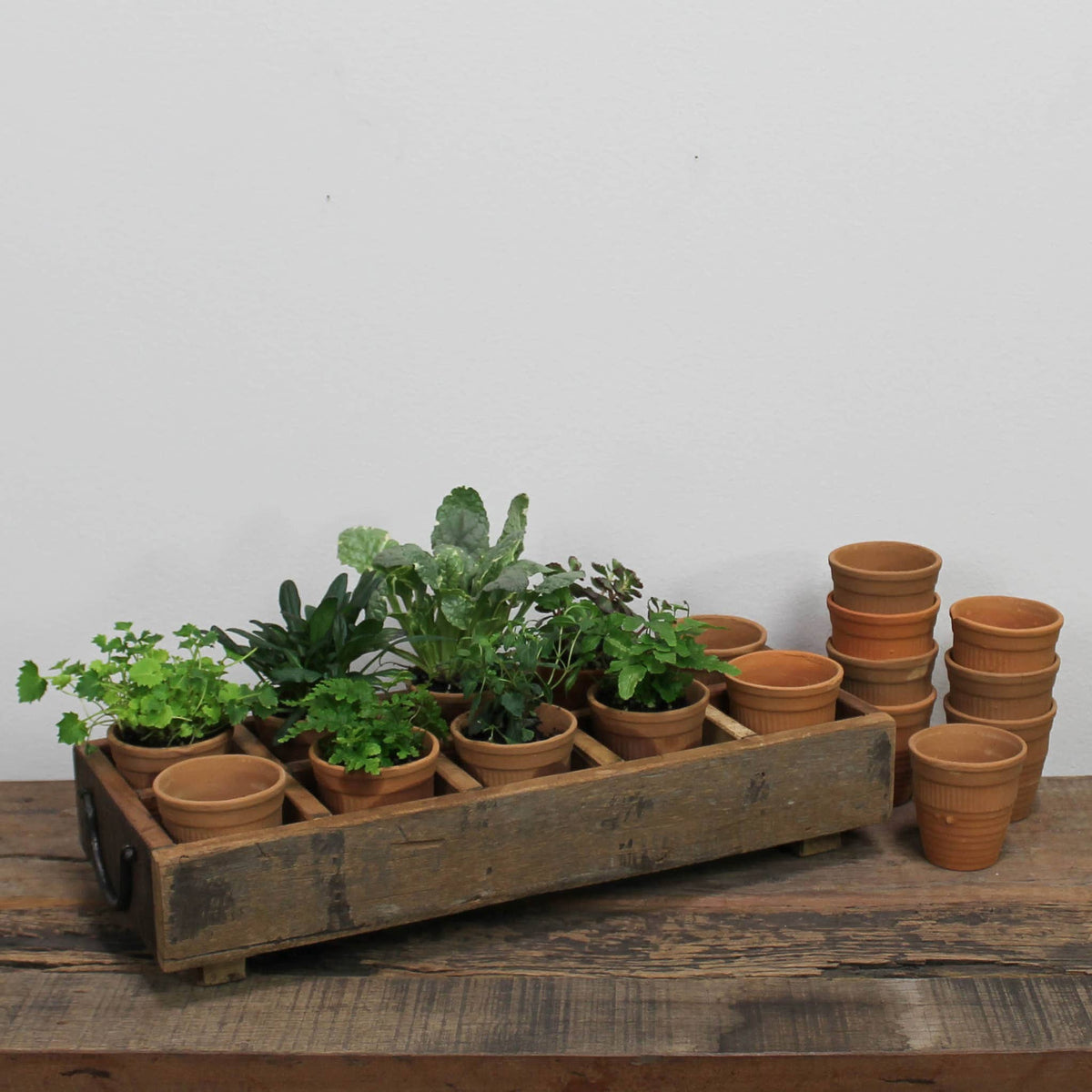 Campo Terra Cotta Pot