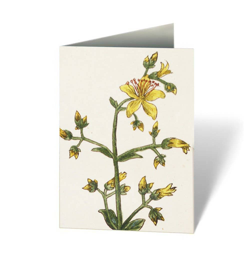 Healing Plants Note Cards: Cards