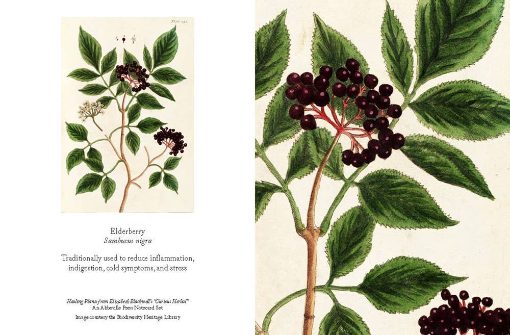 Healing Plants Note Cards: Cards