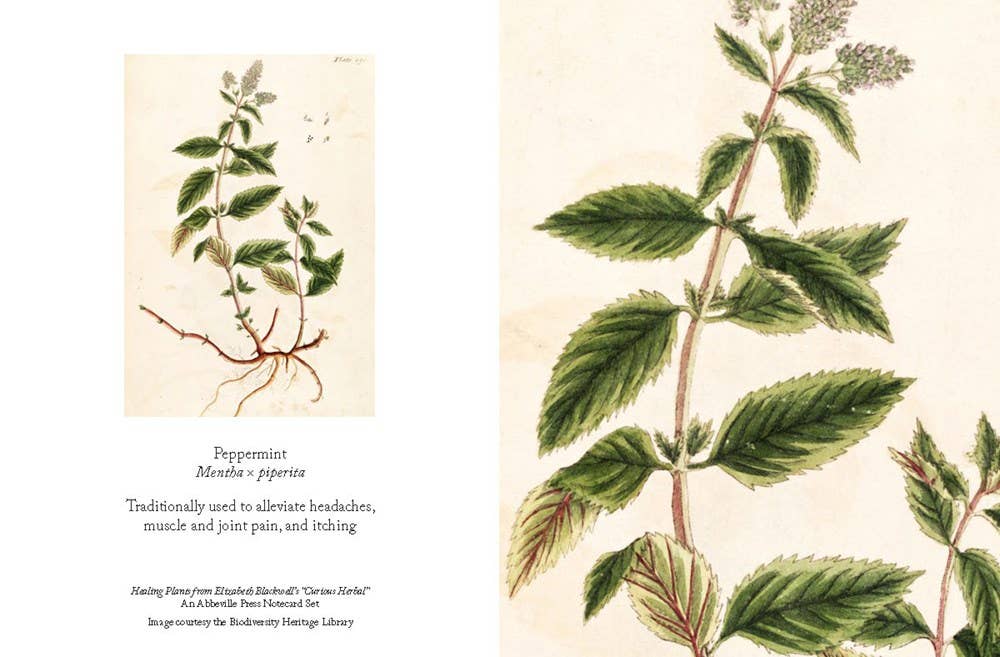 Healing Plants Note Cards: Cards