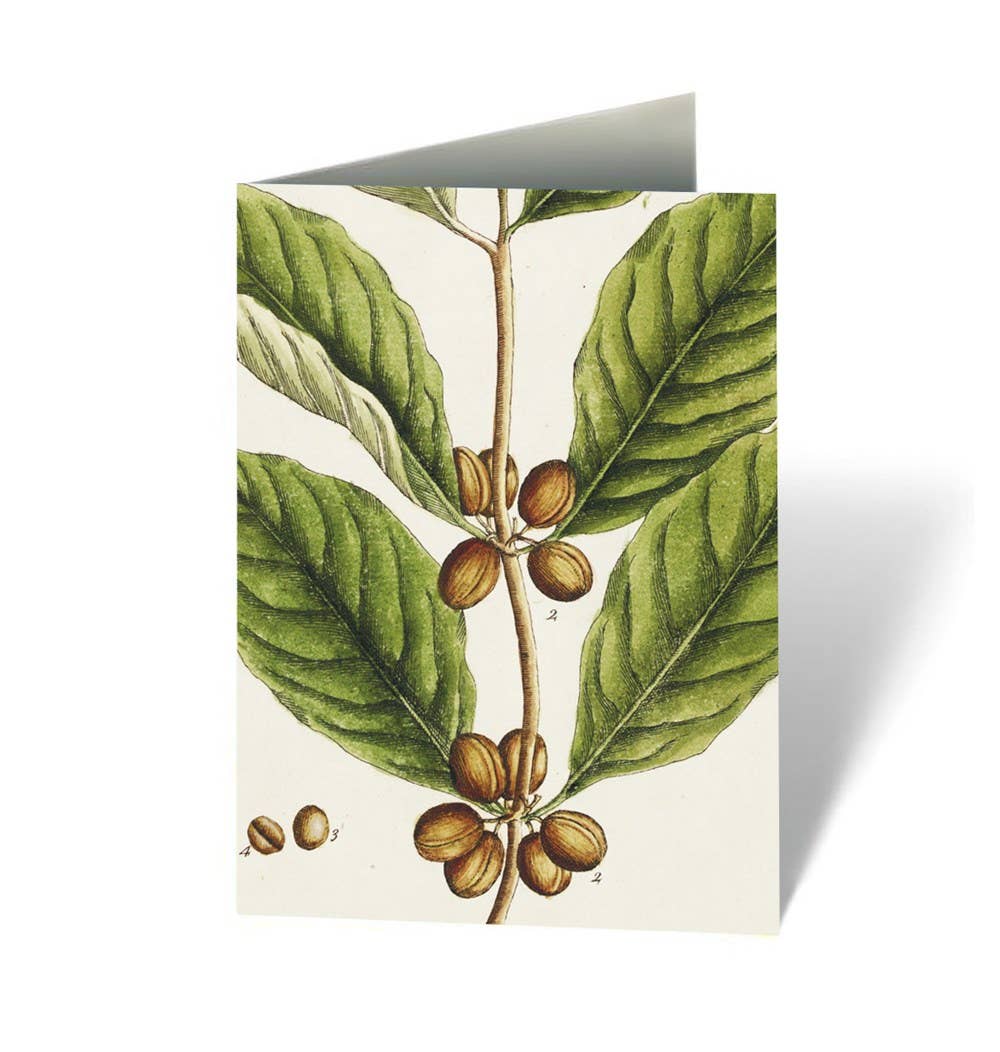 Healing Plants Note Cards: Cards