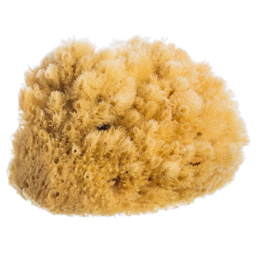 Natural Sea Sponge